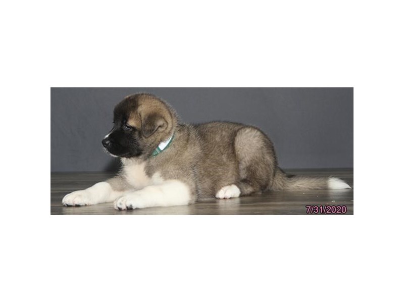 Akita-Female-Brown / White-2794947-Animal Kingdom | Puppies N Love