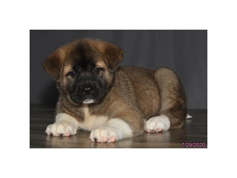 Akita-Male-Brown / White-2794948-Animal Kingdom | Puppies N Love