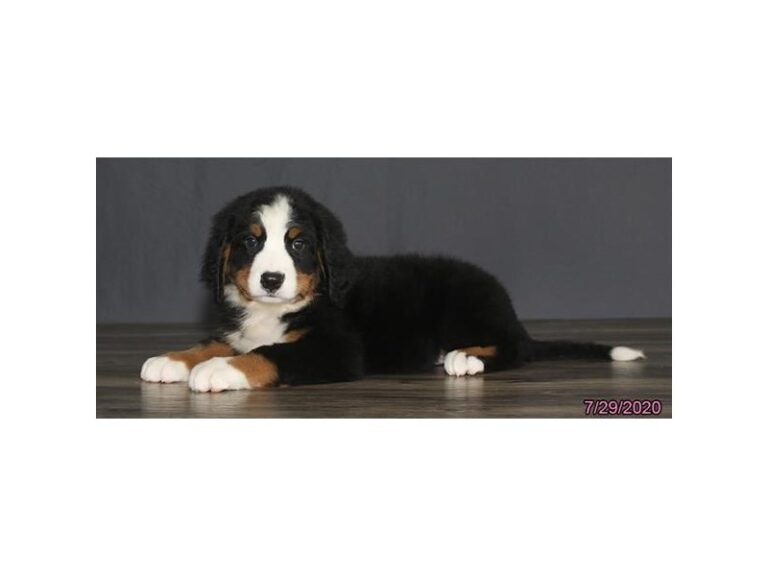 Bernese Mountain Dog