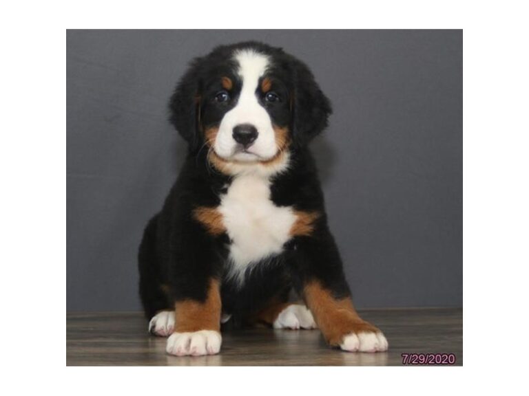 Bernese Mountain Dog