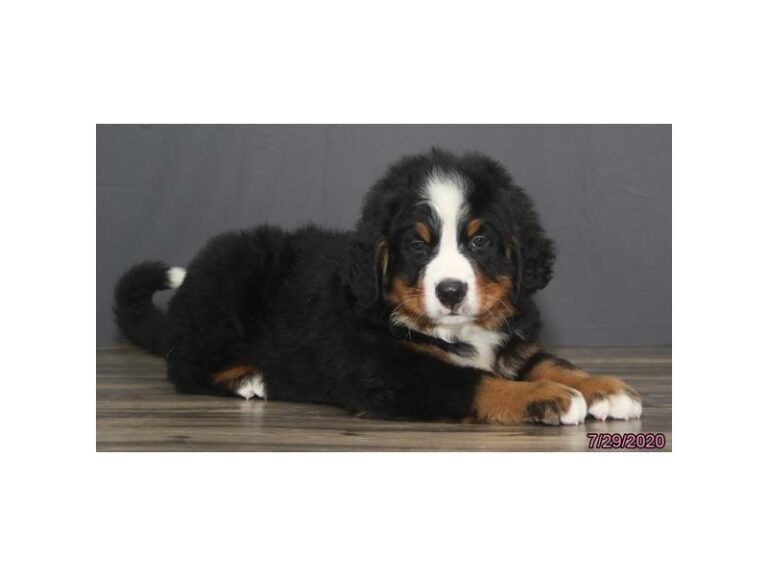 Bernese Mountain Dog