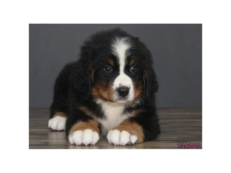 Bernese Mountain Dog