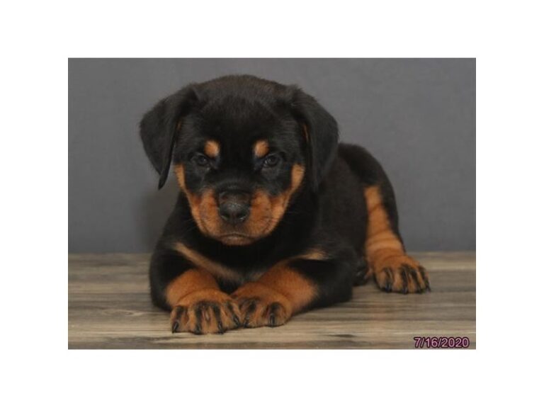 Rottweiler