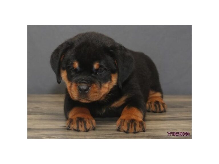 Rottweiler