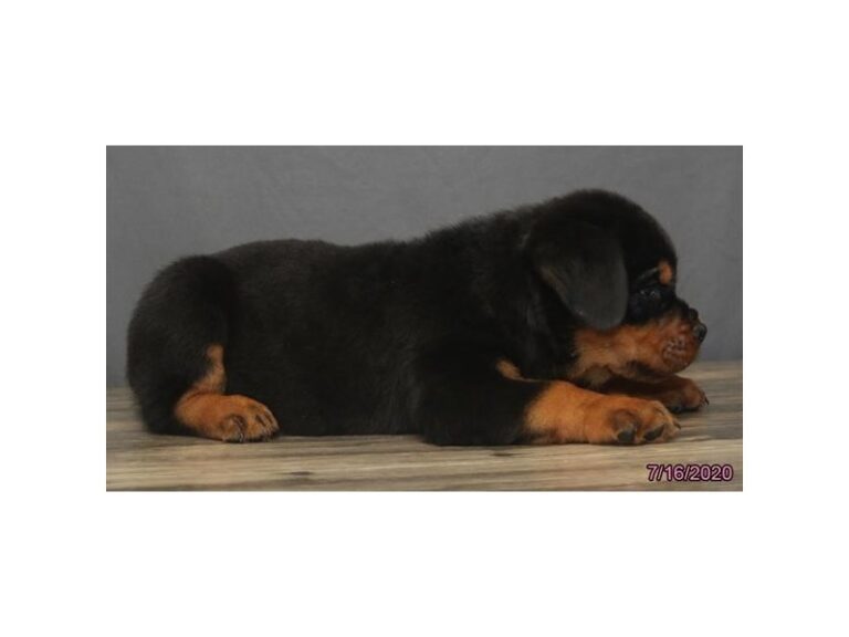 Rottweiler