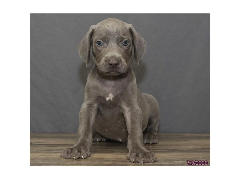 Weimaraner