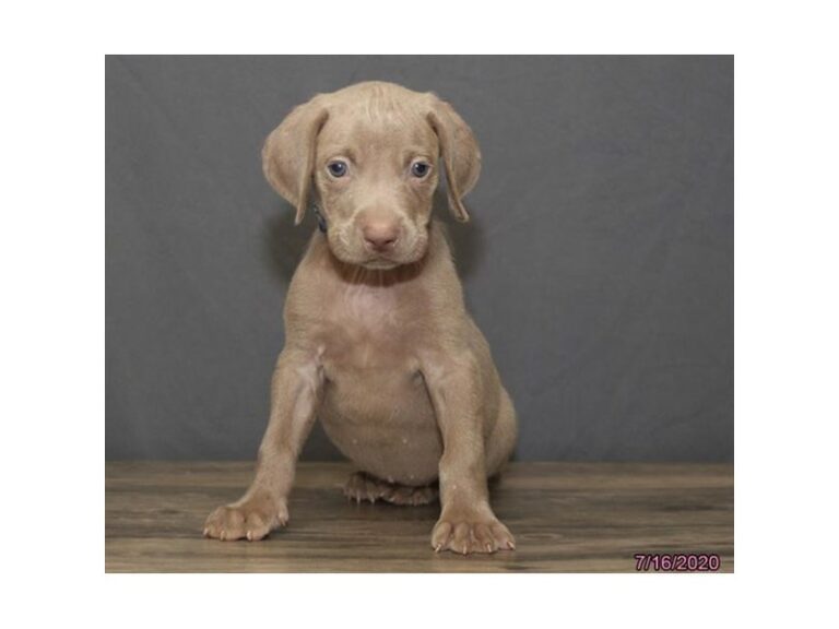 Weimaraner