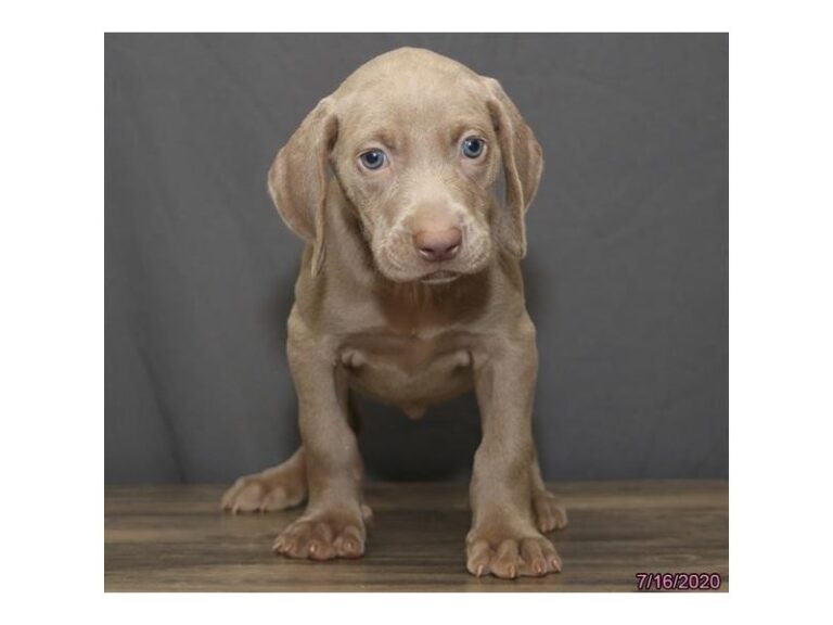 Weimaraner