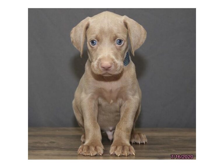 Weimaraner