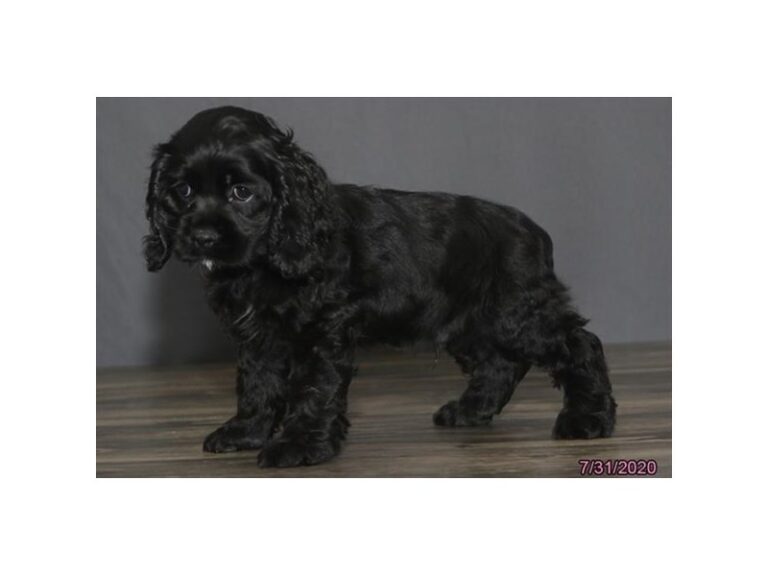 Cocker Spaniel