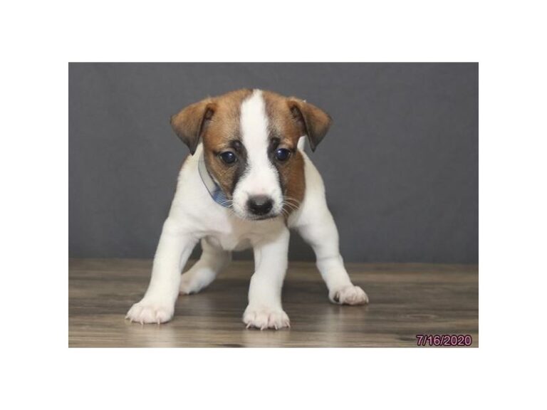Jack Russell Terrier