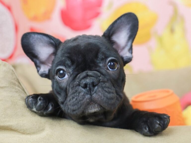 French Bulldog
