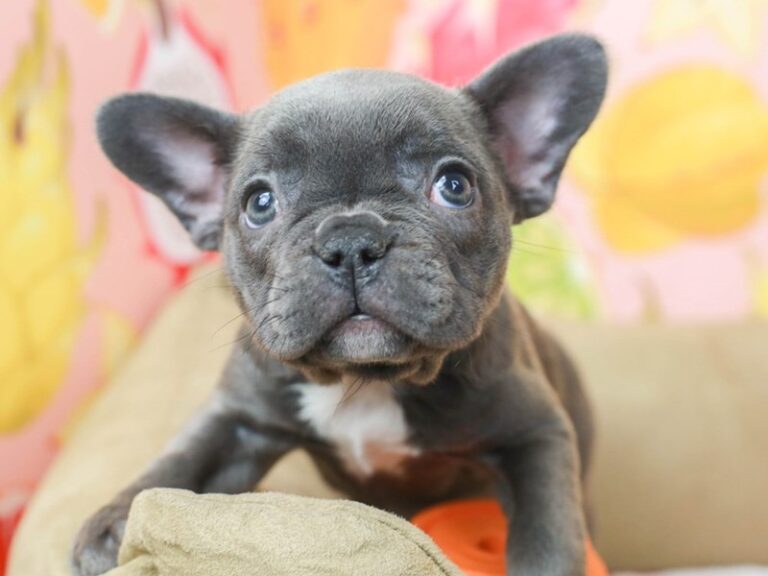 French Bulldog
