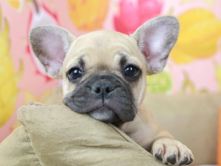 French Bulldog
