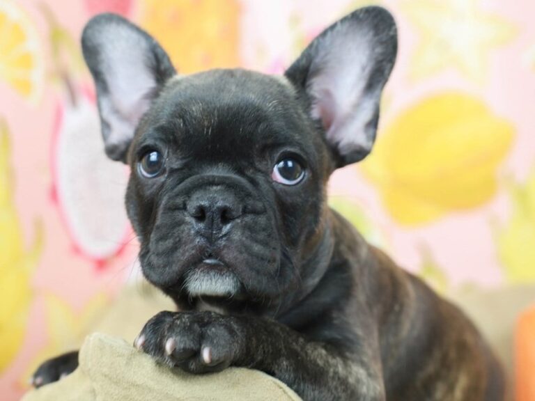 French Bulldog