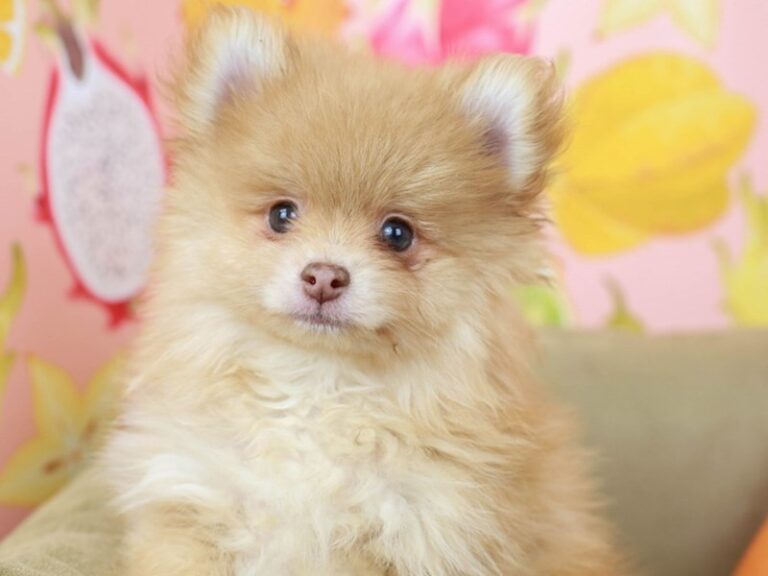 Pomeranian