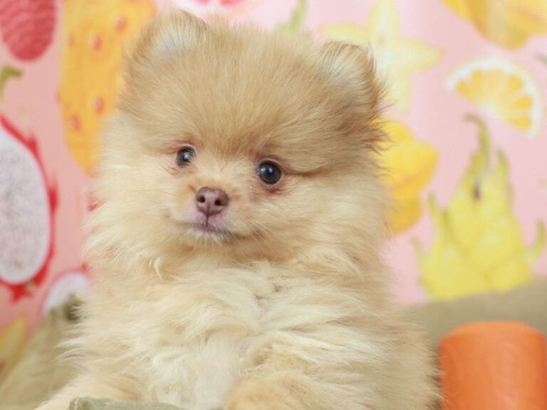 Pomeranian