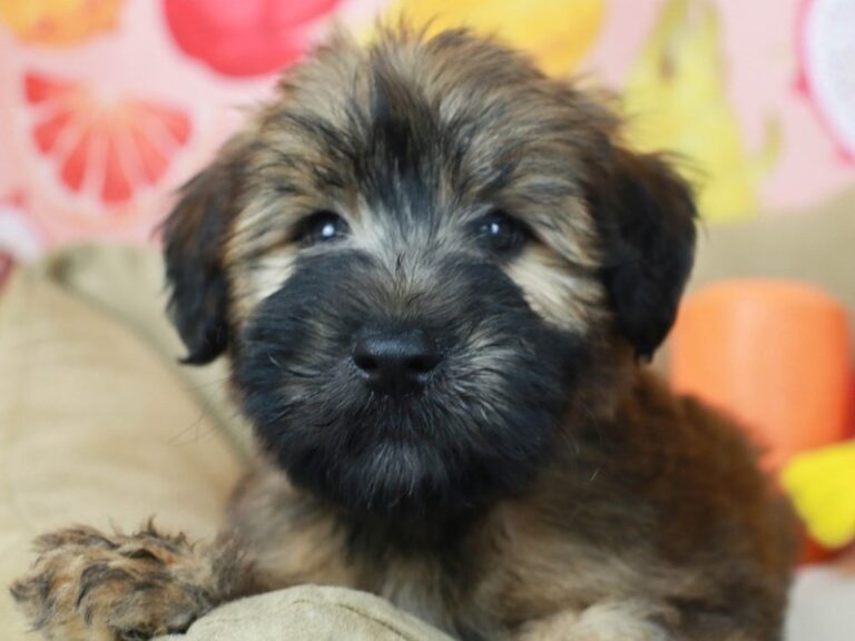 Soft Coated Wheaten Terrier