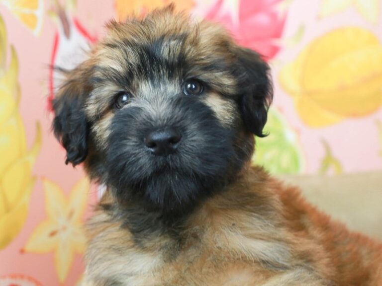 Soft Coated Wheaten Terrier