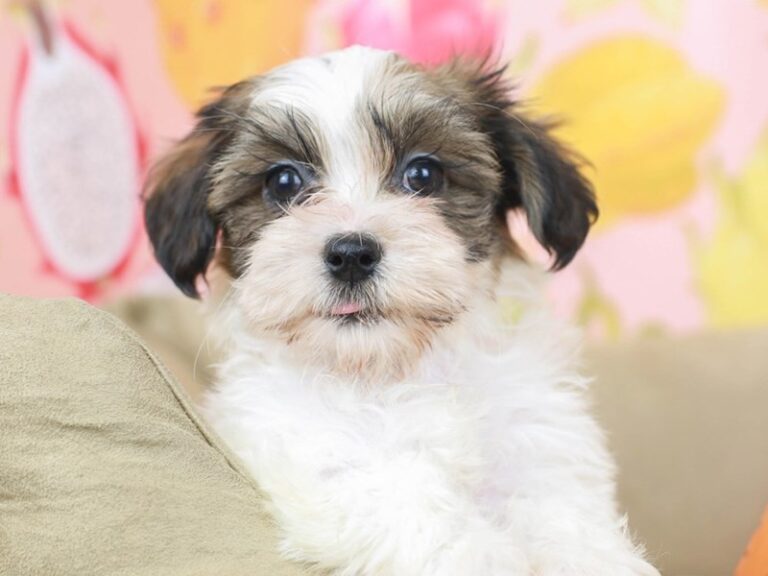 Havanese
