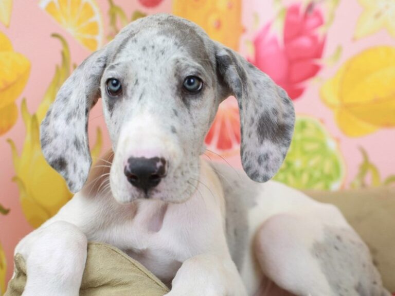 Great Dane