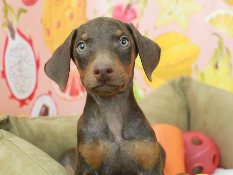 Doberman Pinscher-Male-Red and Tan-2794415-Animal Kingdom | Puppies N Love