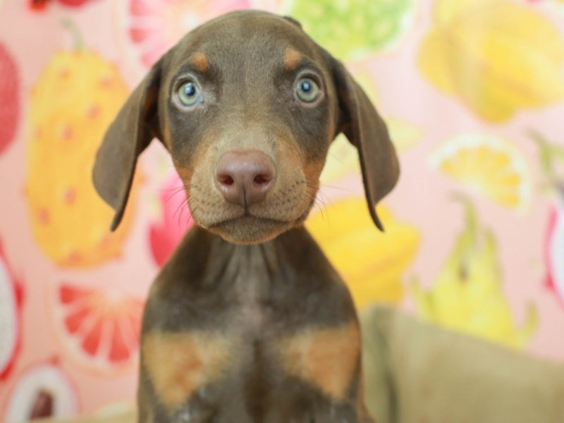 Doberman Pinscher-Female-Red and Rust-2794412-Animal Kingdom | Puppies N Love