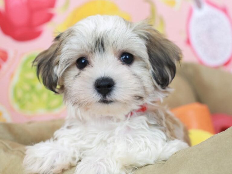 Havanese