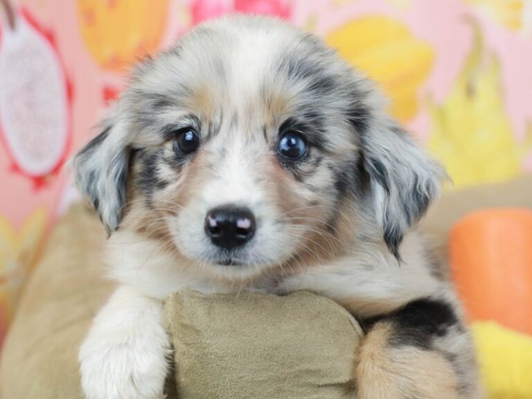 Australian Shepherd