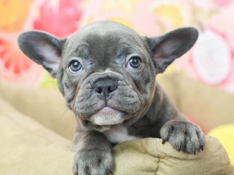 French Bulldog