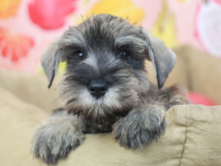 Mini Schnauzer