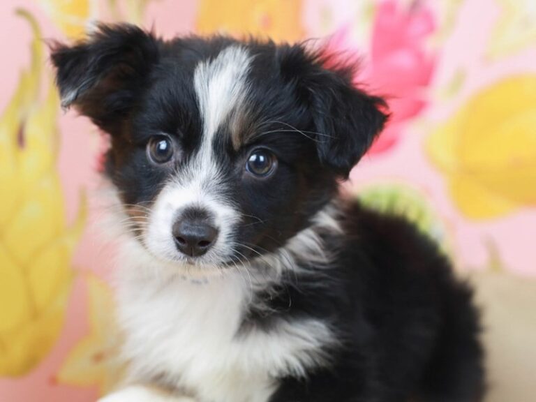 Mini Australian Shepherd