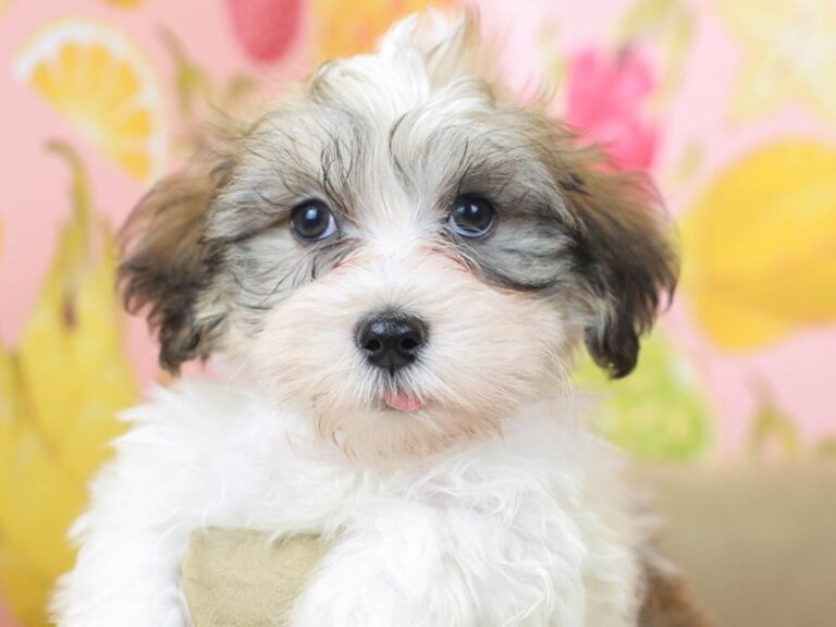 Havanese
