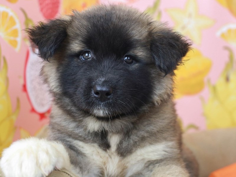 Akita-Female-Brown / White-2794945-Animal Kingdom | Puppies N Love