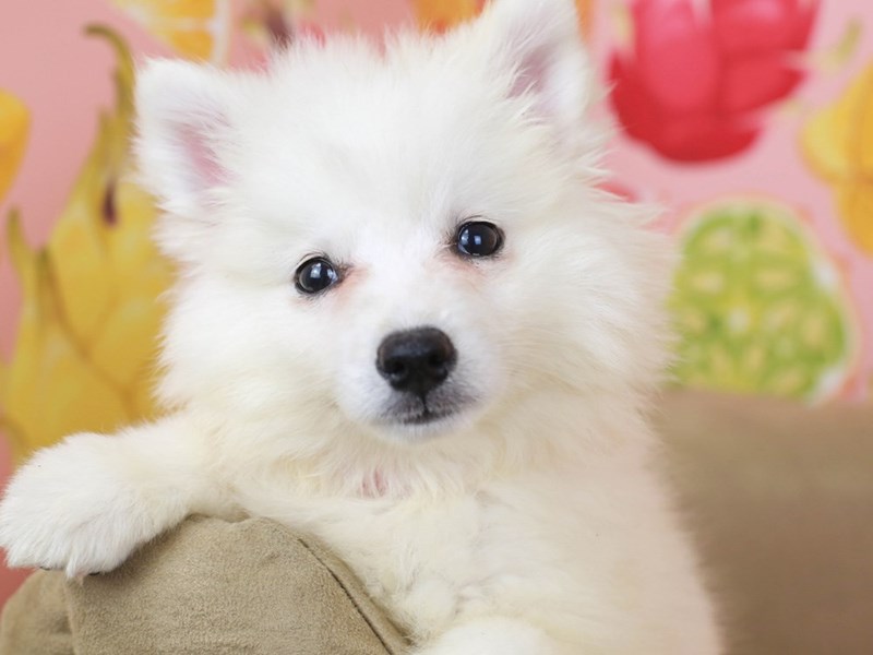 American Eskimo Dog-Female-White-2794969-Animal Kingdom | Puppies N Love