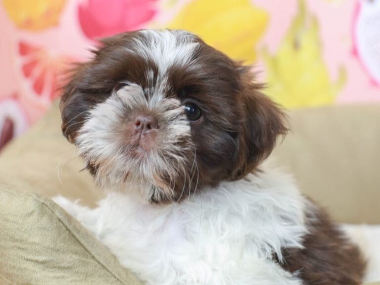 Shih Tzu