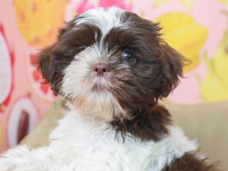 Shih Tzu