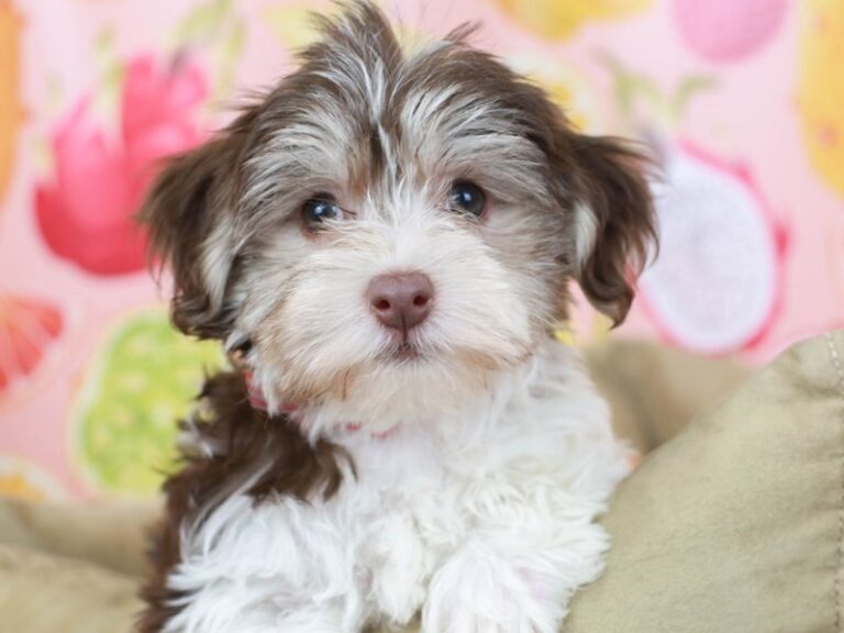 Havanese