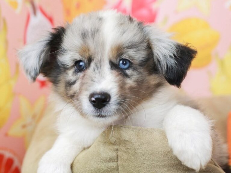Australian Shepherd
