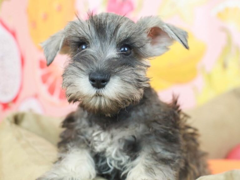Mini Schnauzer