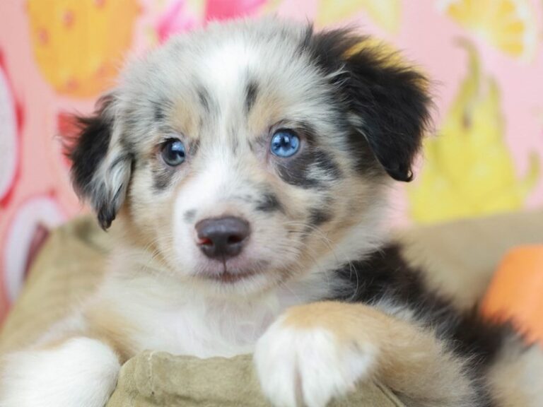 Mini Australian Shepherd