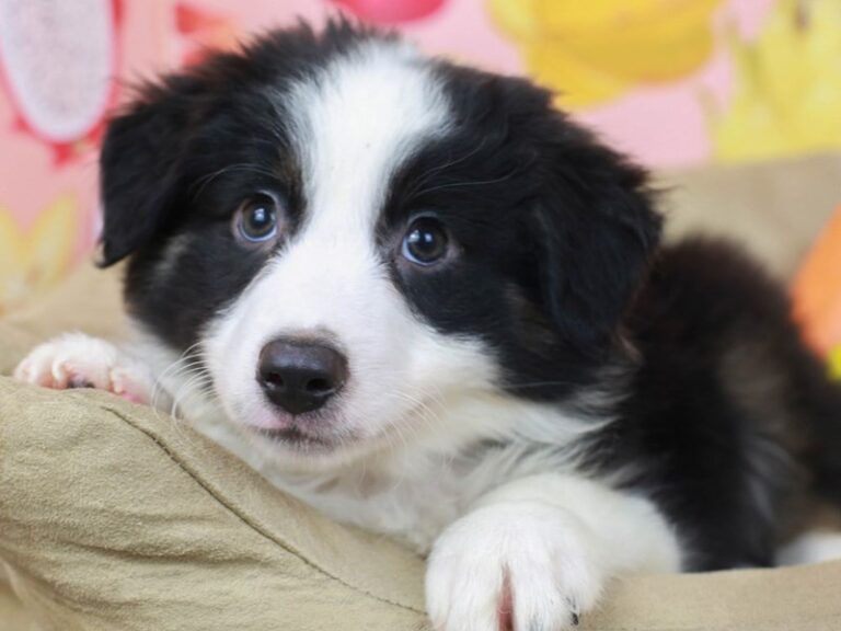 Mini Australian Shepherd