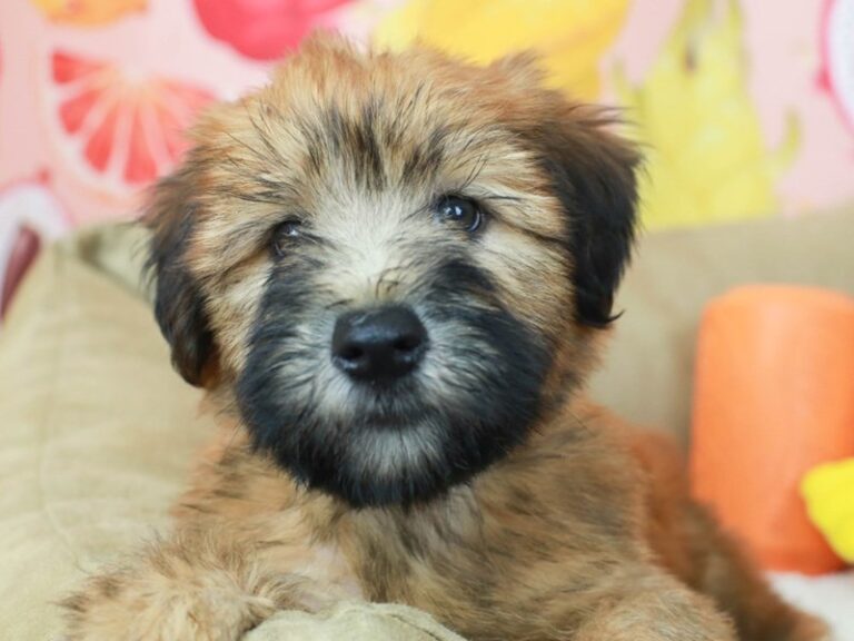 Soft Coated Wheaten Terrier