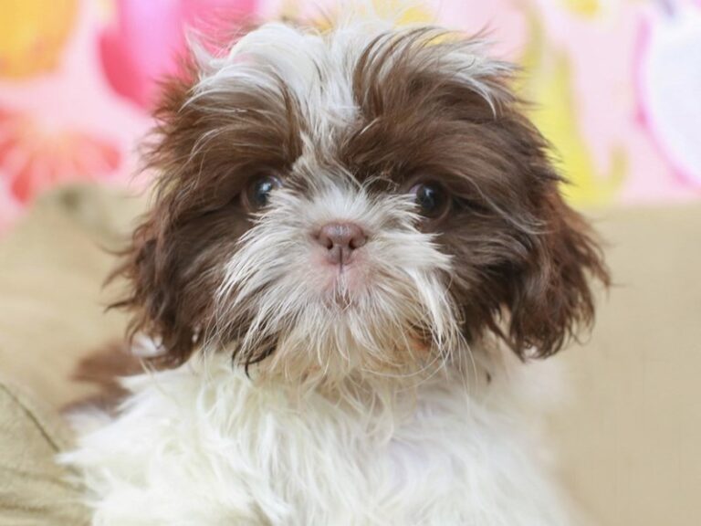 Shih Tzu