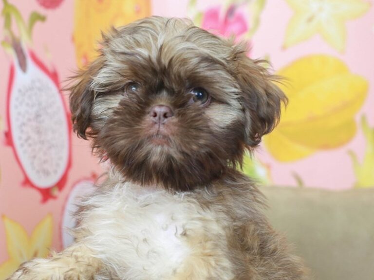 Shih Tzu