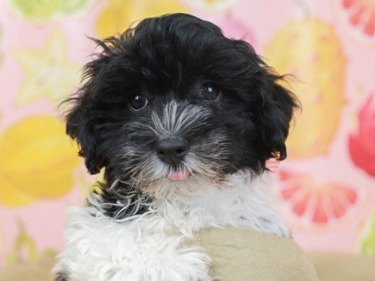 Havanese