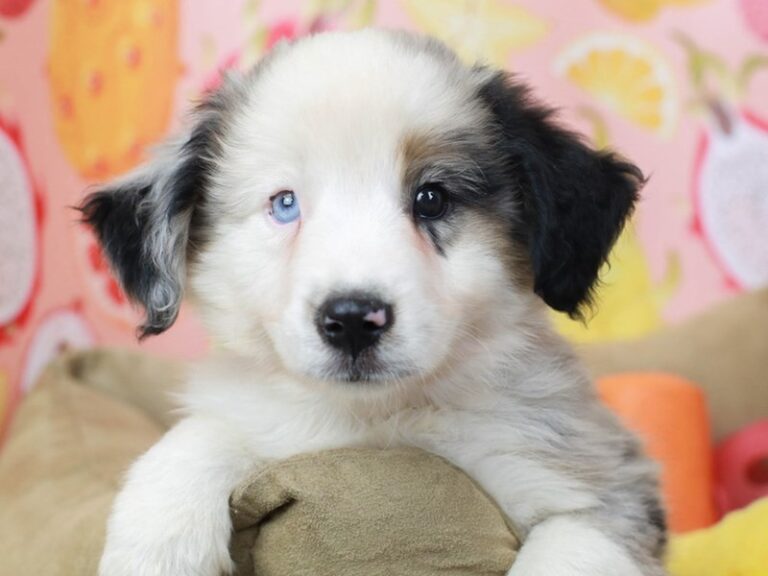 Australian Shepherd
