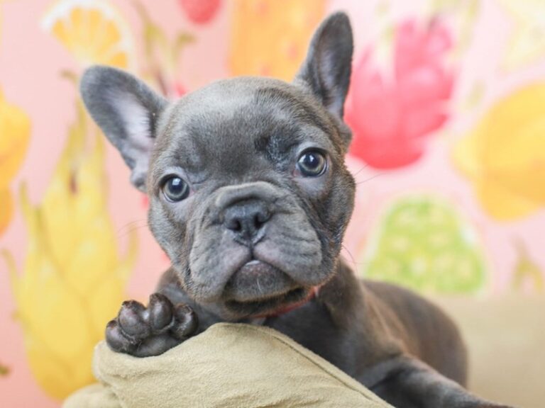 French Bulldog