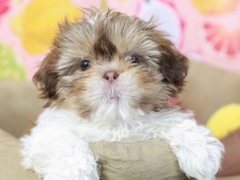 Shih Tzu