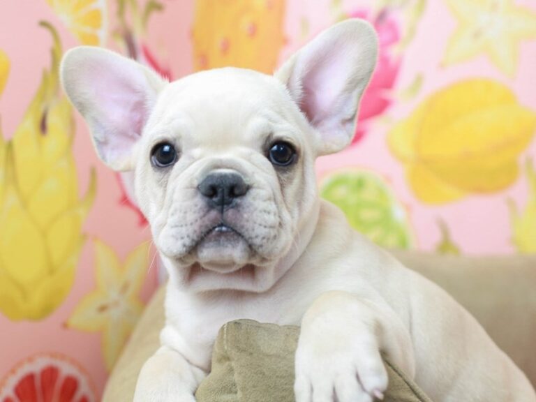 French Bulldog